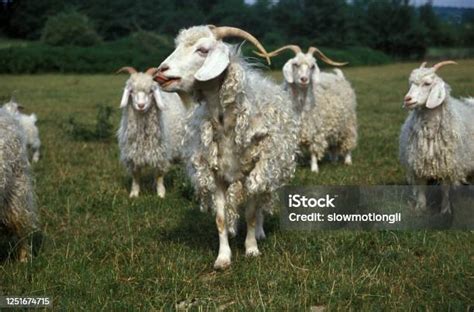 Angora Goat Breed Producing Mohair Wool Stock Photo Download Image