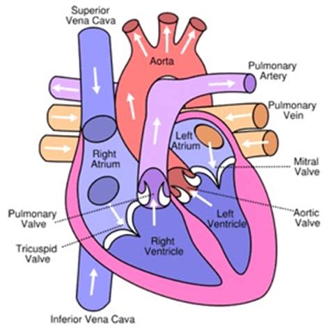 The human cardiovascular system is made up of the heart, the blood it pumps, and the blood vessels, veins and arteries, through which the blood travels. Structure Of The Heart | A-Level Biology Revision Notes