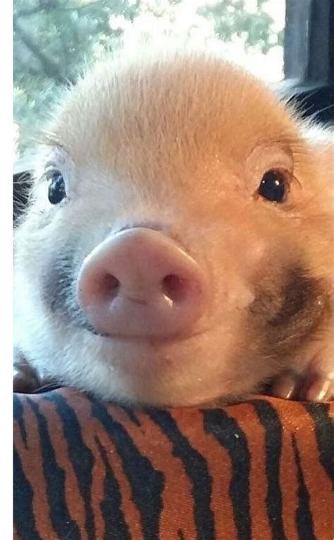 Is This Piggy Smiling Cute Baby Animals Cute Animals Cute Baby Pigs