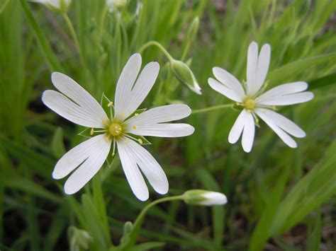 Fileromanian Flora White Flower 02 Wikimedia Commons