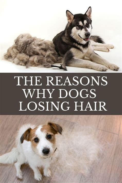 Why Dogs Losing Hair Behind The Patches Glamorous Dogs Dog Losing