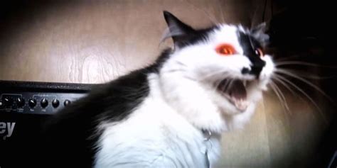 911 Cat Finds Out Whats Wrong With Him On My Cat From Hell Huffpost
