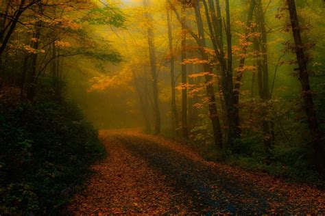 Nature Landscape Fall Leaves Forest Road Mist Sunlight Trees