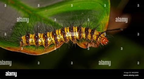 Dollzis Black And Yellow Hairy Caterpillar Australia