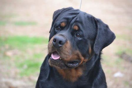 Earn points & unlock badges learning, sharing & helping adopt. Rottweiler Puppy for Sale | German Rottweiler Puppies KY