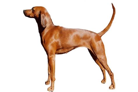 Redbone Coonhound Dog Breed Information And Pictures Livelife