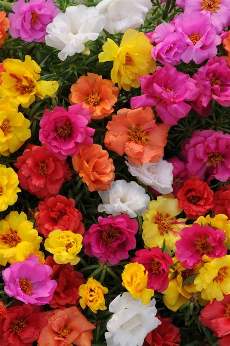 Portulaca Happy Hour Mix