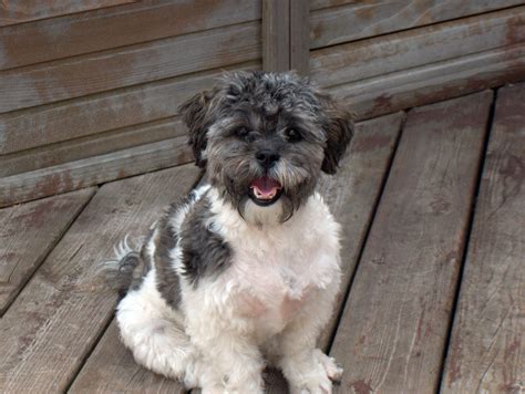 Shihpoo puppies for sale in north carolina. Shih-Poo (Shih Tzu-Poodle Mix) Facts, Temperament, Training, Diet, Puppies, Pictures