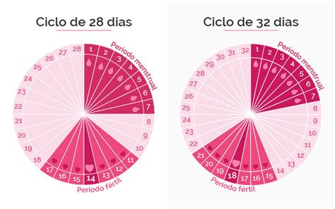 Qual O Período Fertil Da Mulher