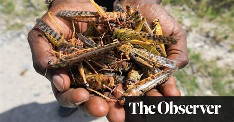 The Five Things You Need To Know About Locusts Insects The Guardian