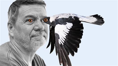 The Love Hate Relationship Between Humans And Magpies The New York Times