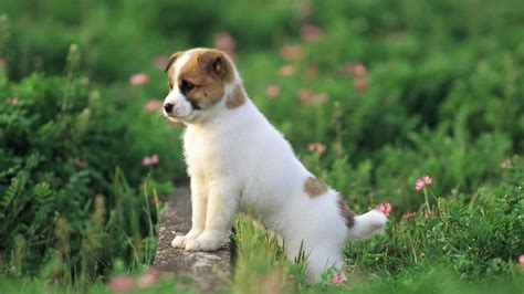 Cute Puppy Desktop Wallpaper 53 Pictures