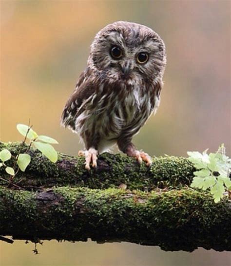 39 Cute Baby Owl Wallpaper Wallpapersafari