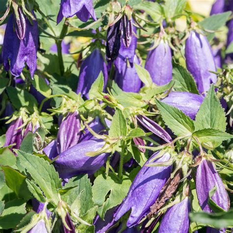 Szkółka Bylin Dobrepole Campanula Punctata Iridescent Bells