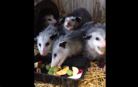 The study notes opossums are particularly good at grooming themselves, which leads them to swallow most of the ticks that attach themselves. These Baby Possums Eating Fruit Make The Cutest Sounds
