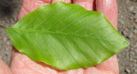 Beech Tree Leaves Identification