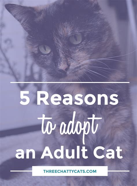 5 Reasons To Adopt An Adult Cat Three Chatty Cats