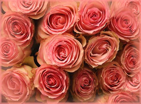 Pink Roses 4k Ultra Hd Wallpaper Background Image 3864x2837 Id
