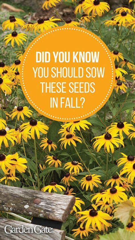 Cut the flower stalk as soon as it's done blooming, and remove any damaged or diseased. Did you know you should plant these 8 perennial flowers in ...