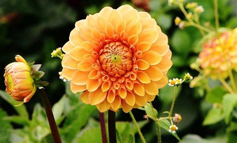 Maybe you would like to learn more about one of these? Dahlia Flower - Meaning, Symbolism and Colors