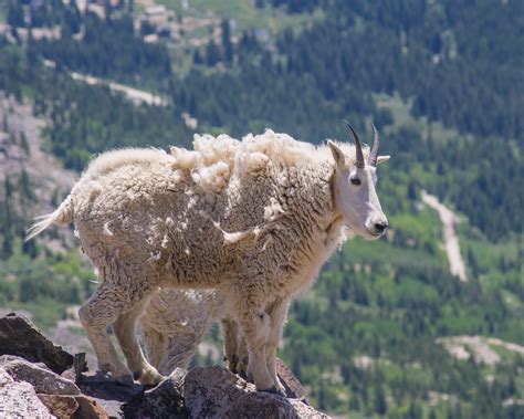 Shaggy Mountain Goat Pentax User Photo Gallery