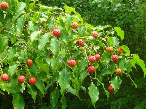 Trees usa is a grower and wholesale distributor of container grown trees, crape myrtles, roses, shrubs, grasses, perennial plants and ground cover. "The Fruit of the Kousa Dogwood Tree" by Vivian Eagleson ...