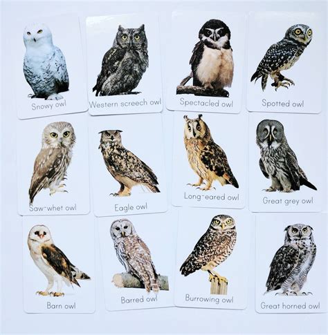 Classroom Animal Decor Owl Flash Cards Types Of Owl Study Cards