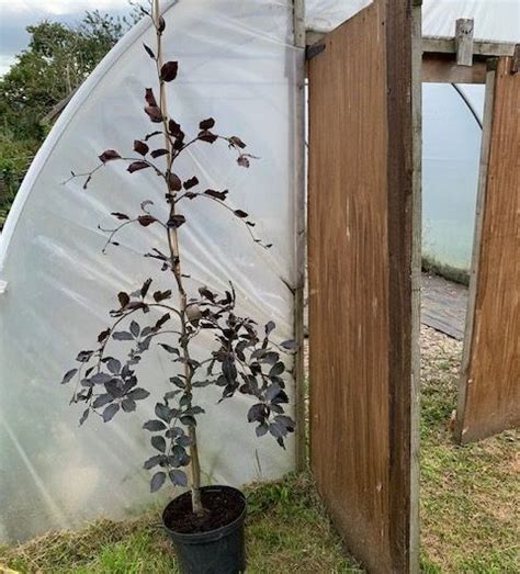 Copper Beech Trees For Sale Trees Direct
