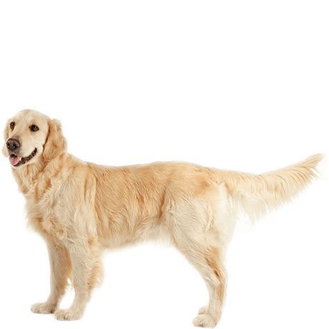 Golden Retriever Dog Breed Information Dognomics