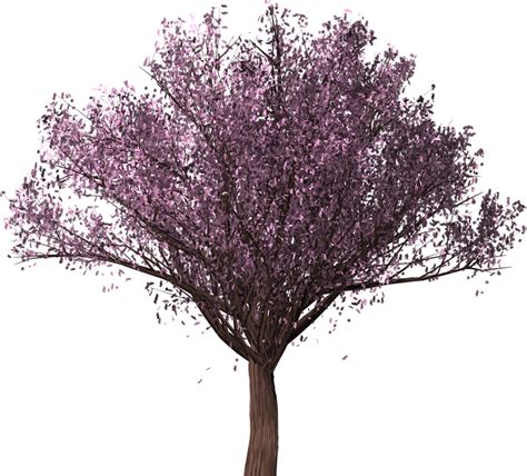 Cherry Blossom Tree Sakura · Free image on Pixabay png image