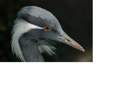 Unknown Bird Pentax User Photo Gallery