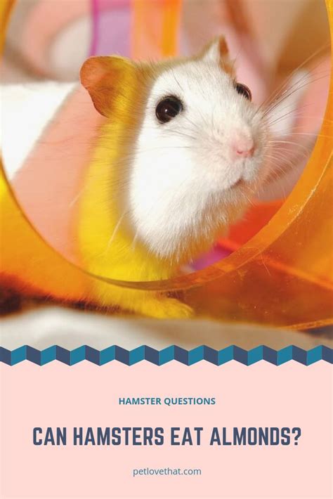 can hamsters eat almonds hamster hamster eating hamster food