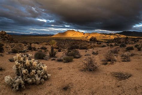 캘리포니아 구름 화려한 사막 마른 황혼 저녁 언덕 조슈아 트리 국립 공원 풍경 산 자연의 옥외 하늘