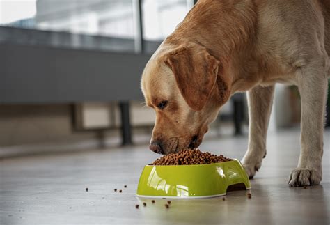 Can You Feed An Older Dog Puppy Food