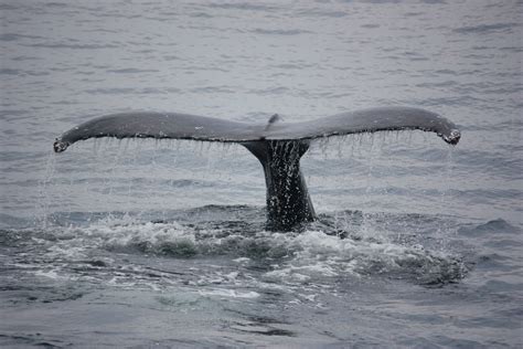 Kostenlose Foto Meer Säugetier Buckelwal Flosse Schwanz Tiere Wirbeltier Wal Grosser