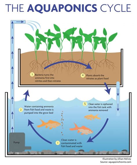 10 Best Aquaponic Fish Tanks Aquarium Edge