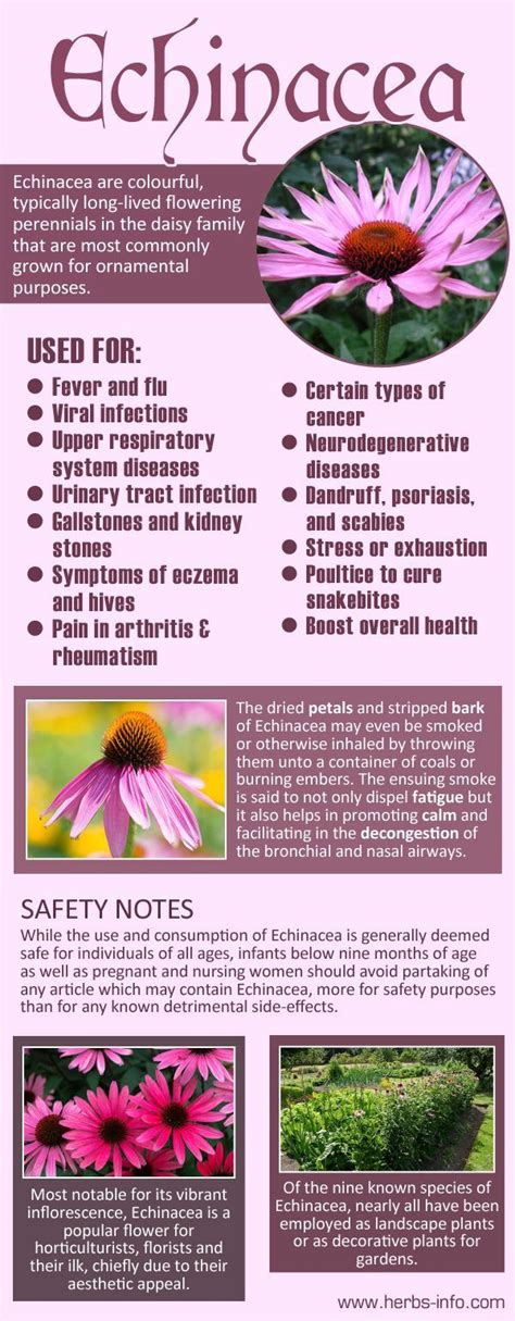 Uses And Benefits Of Echinacea Echinacea Echinacea Benefits Herbs