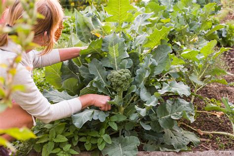 Harvesting Broccoli Kellogg Garden Organics™