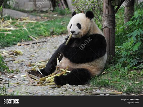 Adult Giant Panda Bear Eating Image And Photo Bigstock