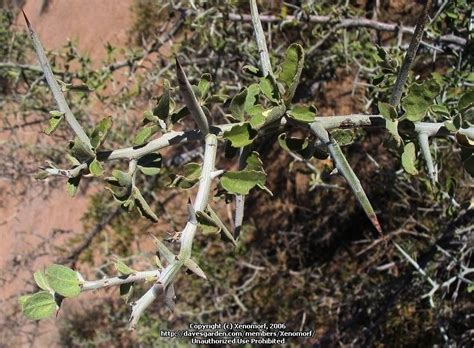 Plantfiles Pictures Texas Buckthorn Gray Thorn Lotebush Ziziphus