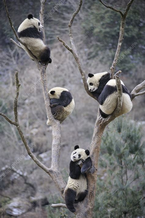 Five Subadult Giant Pandas Climbing In Tree Stock Image F0232405