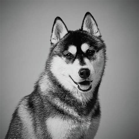 Portrait Of A Siberian Husky Dog Photograph By Yerbolat Shadrakhov