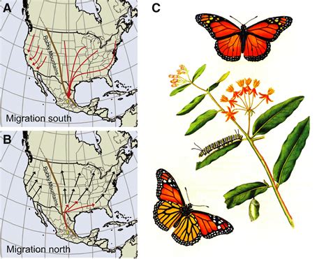 Arithmetik Pflasterung Beteiligt Map Of Monarch Butterfly Migration