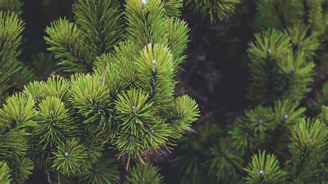 Wallpaper Nature Branch Spruce Pine Trees Fir Conifer Evergreen