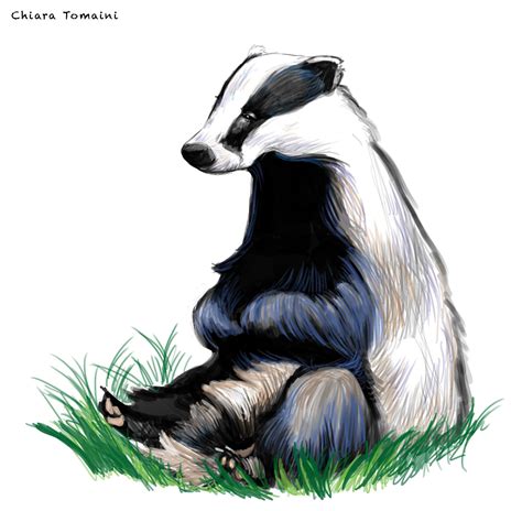 Badger Digital Art Photoshop Cs6 Badger Illustration Badger Images