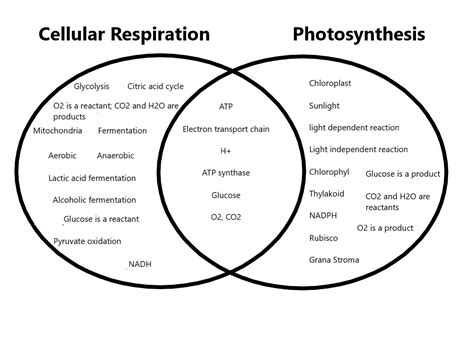 52 Photosynthesis Vs Cellular Respiration Venn Diagram Kaibakarlyle