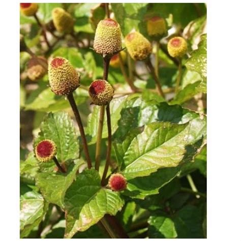 Spilanthes Acmella At Best Price In New Delhi By Mother Herbs P Ltd