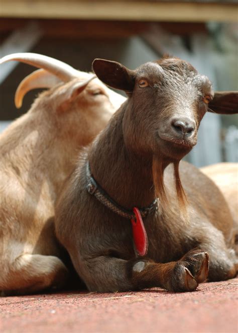 friendly goats chris thompson flickr