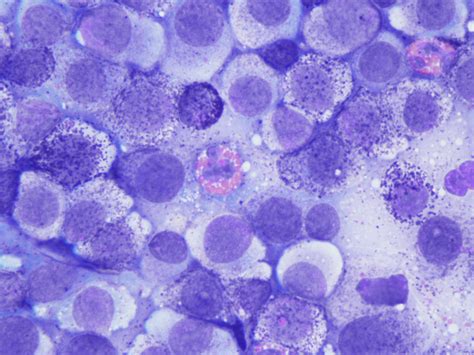 Mast Cell Tumor Cat Cytology Cat Meme Stock Pictures And Photos