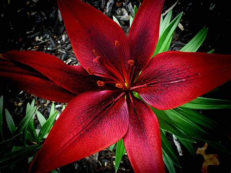Red Asiatic Lily Photograph By Beth Akerman
